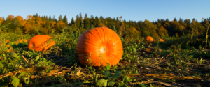 Photo of a pumpkin in a field.