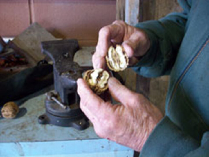 Photo of a person holding a cracked walnut.